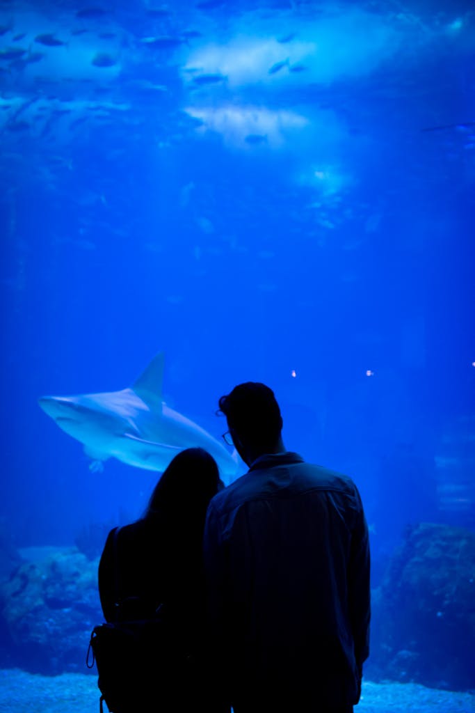 Silhouette of a couple enjoying a serene moment viewing a shark in an aquarium in Portugal.